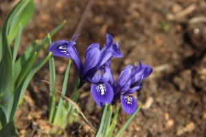 Сроки высадки луковичных (таблица) 