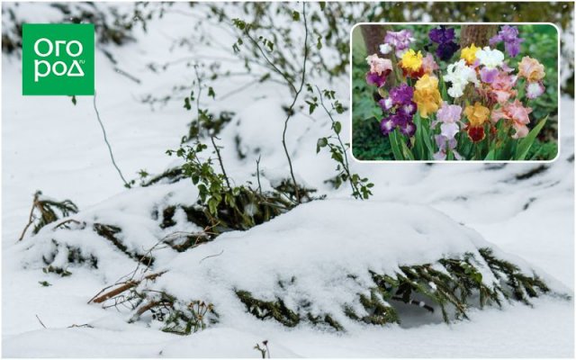 10 растений, которые нужно обязательно укрывать на зиму 
