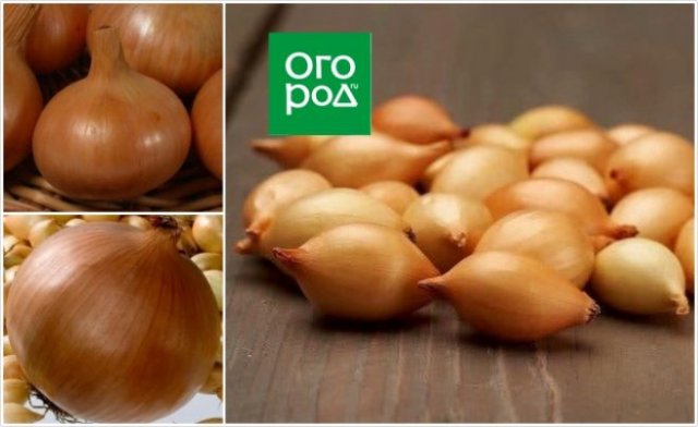 15 лучших сортов озимого лука 
