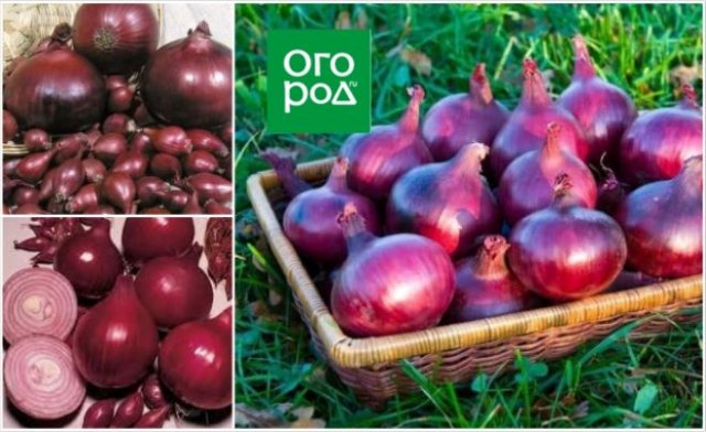 15 лучших сортов озимого лука 
