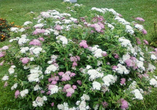 17 эффектных кустарников, которые украсят сад осенью 
