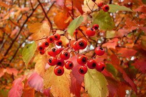 17 эффектных кустарников, которые украсят сад осенью 