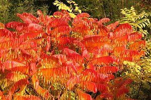 17 эффектных кустарников, которые украсят сад осенью 