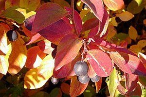 17 эффектных кустарников, которые украсят сад осенью 
