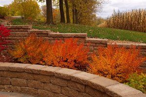 17 эффектных кустарников, которые украсят сад осенью 