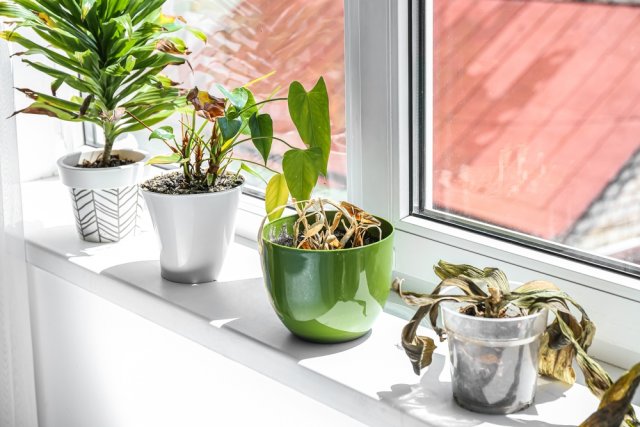 4 ошибки, которые губят ваши комнатные растения 