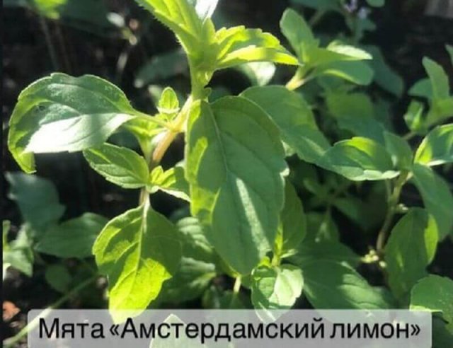 7 сортов мяты с самыми яркими вкусами