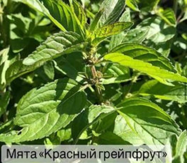 7-sortov-mjaty-s-samymi-jarkimi-vkusami-4bbcb02