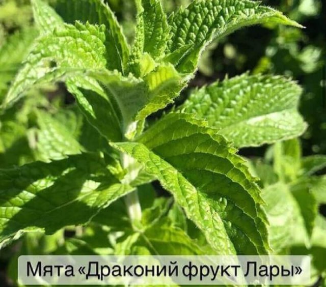 7 сортов мяты с самыми яркими вкусами