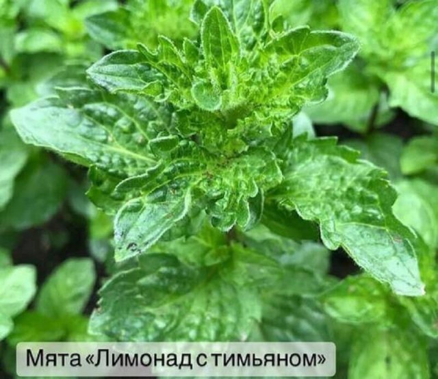 7 сортов мяты с самыми яркими вкусами