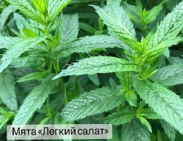 7 сортов мяты с самыми яркими вкусами