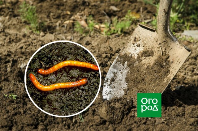 Чем обработать почву осенью, чтобы избавиться от проволочника 