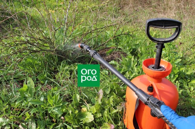 Чем опрыскать деревья от вредителей осенью 