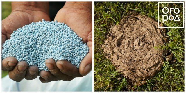 chem-podkormit-klubniku-osenju-41b45a6