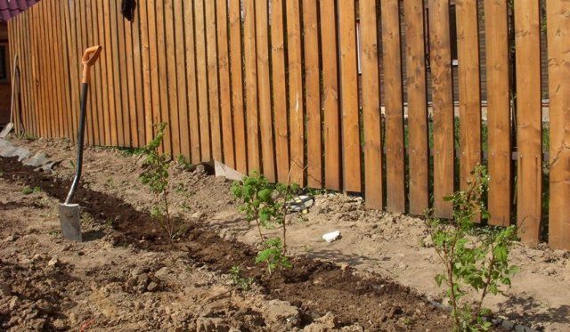 Чем подкормить малину осенью после сбора урожая и обрезки 