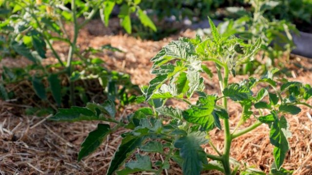 Грибы и мох на грядках: почему появляются и как избавиться