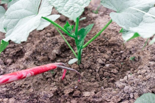 Грибы и мох на грядках: почему появляются и как избавиться