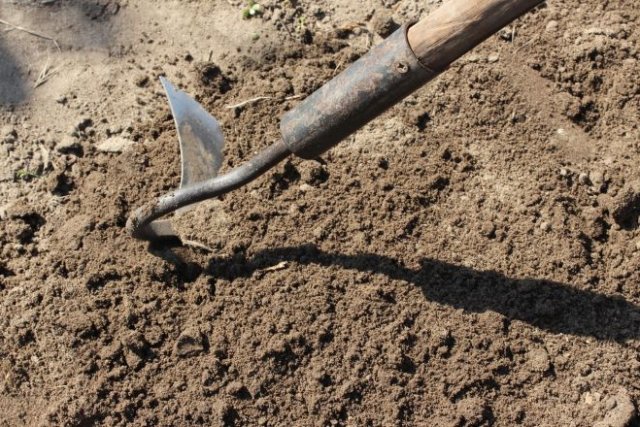 Грибы и мох на грядках: почему появляются и как избавиться