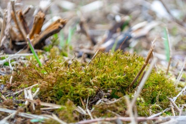 Грибы и мох на грядках: почему появляются и как избавиться