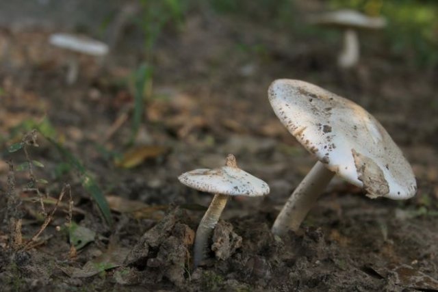 Грибы и мох на грядках: почему появляются и как избавиться