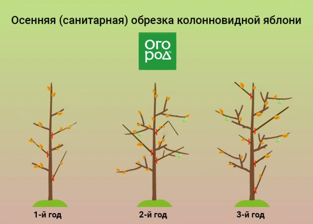 Обрезка яблони фото схема