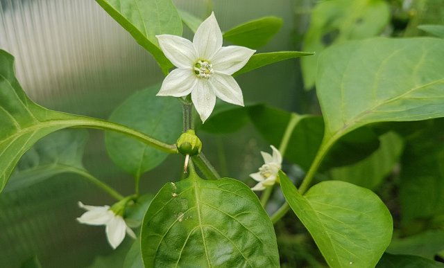 Как продлить плодоношение овощных культур 