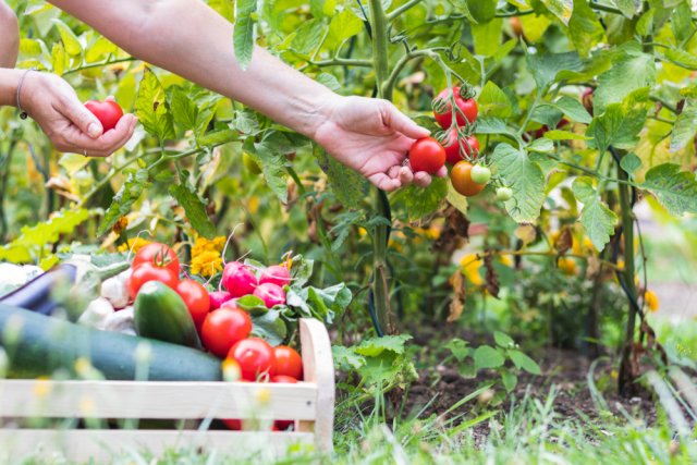 Как продлить плодоношение овощных культур 