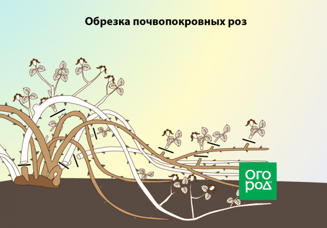 Обрезка роз осенью после цветения – полезные советы и подробная инструкция для начинающих 