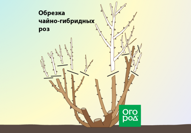 Обрезка роз осенью после цветения – полезные советы и подробная инструкция для начинающих 