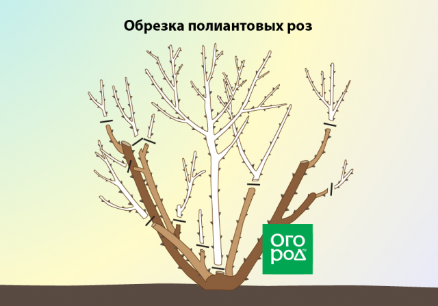 Обрезка роз осенью после цветения – полезные советы и подробная инструкция для начинающих 