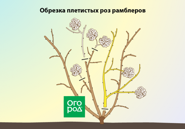 Обрезка роз осенью после цветения – полезные советы и подробная инструкция для начинающих 