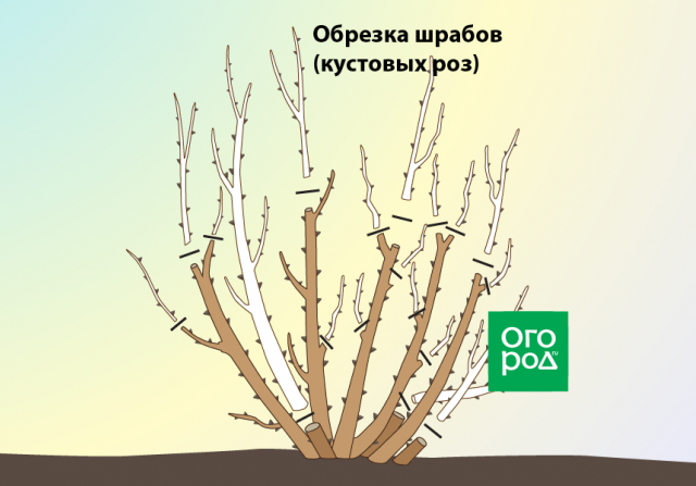 Обрезка роз осенью после цветения – полезные советы и подробная инструкция для начинающих 