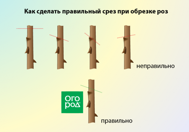 Обрезка роз осенью после цветения – полезные советы и подробная инструкция для начинающих 