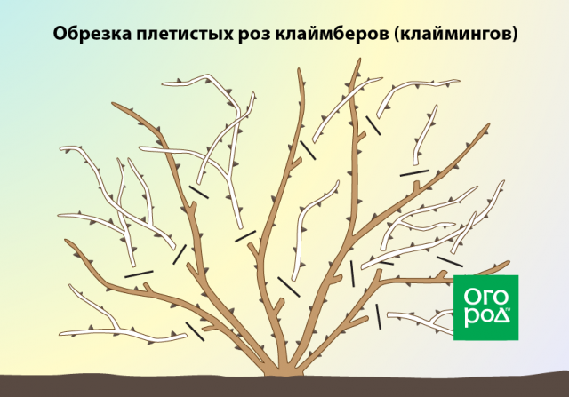 Обрезка роз осенью после цветения – полезные советы и подробная инструкция для начинающих 