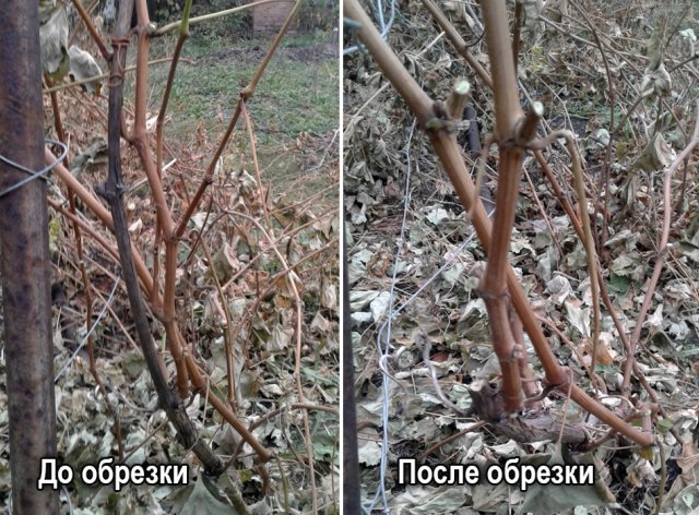 Осенняя обрезка винограда: советы Николая Сергеева 