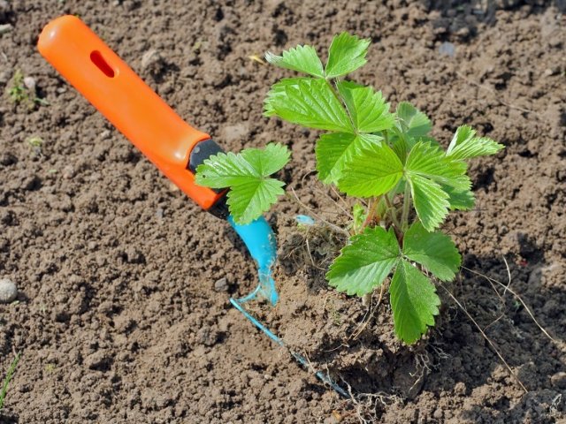 Осенняя посадка клубники: 5 важных тонкостей 