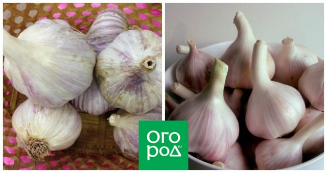 Пора за покупками: 10 лучших сортов озимого чеснока 