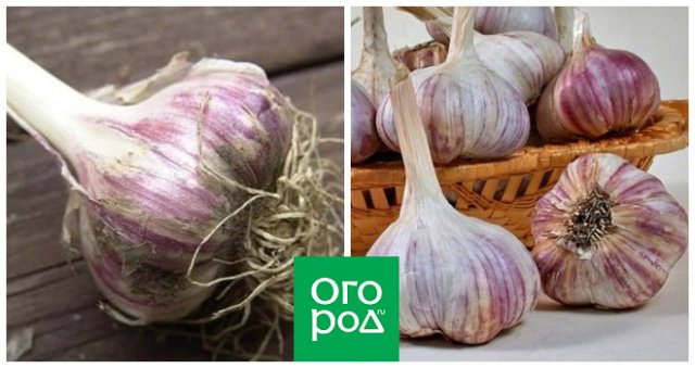 Пора за покупками: 10 лучших сортов озимого чеснока 