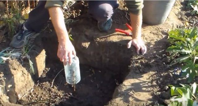 Посадка винограда осенью: как и когда лучше сажать в грунт саженцы 