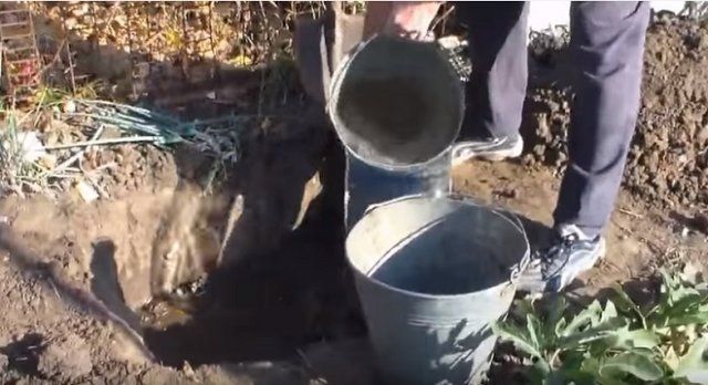 Посадка винограда осенью: как и когда лучше сажать в грунт саженцы 
