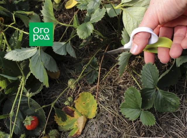 Ремонтантная клубника осенью: обрезка, подкормка, укрытие 