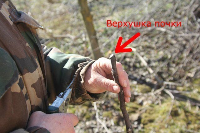 12 ошибок, которые вы допускаете при обрезке растений 