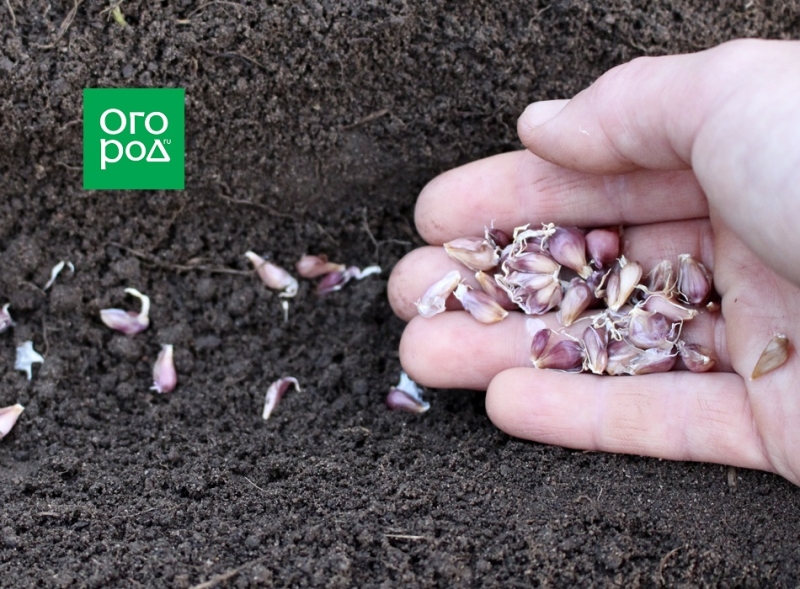 7 способов посадки озимого чеснока 