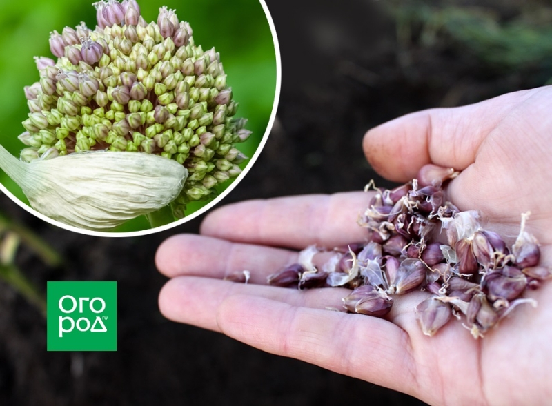 7 способов посадки озимого чеснока 