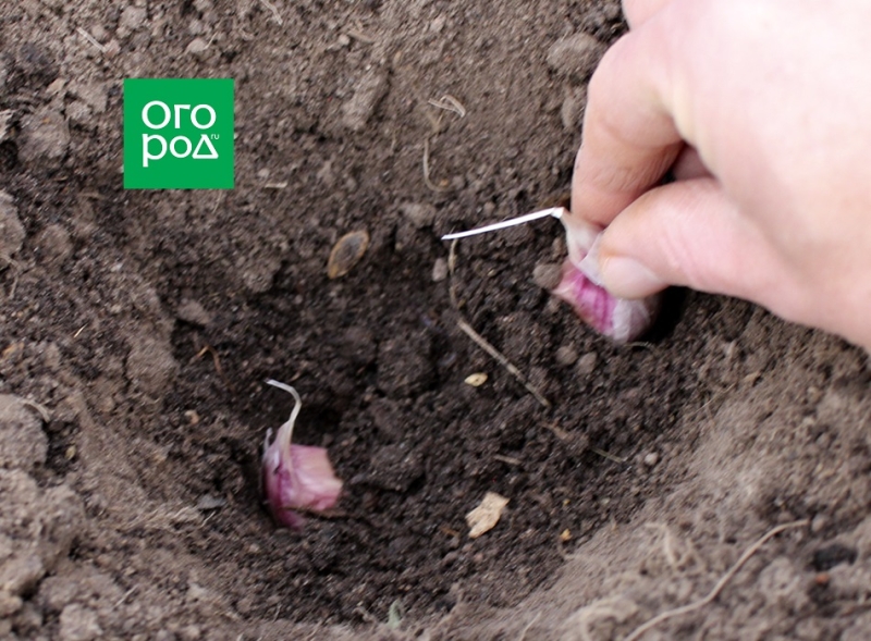 7 способов посадки озимого чеснока 