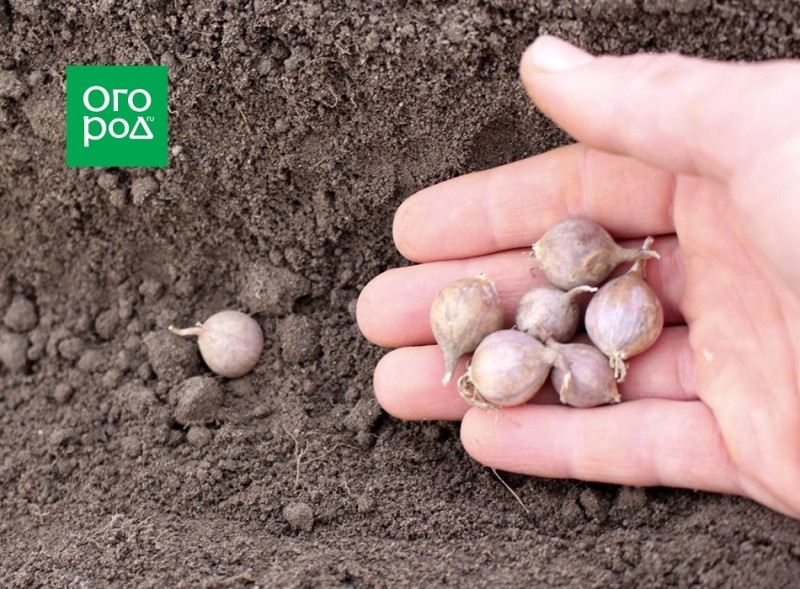 7 способов посадки озимого чеснока 