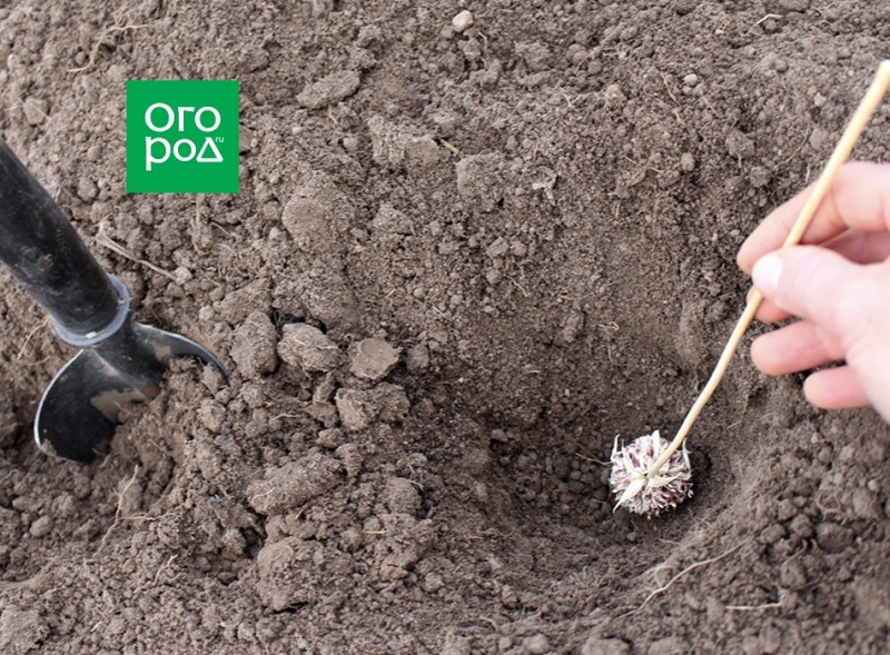 7 способов посадки озимого чеснока 