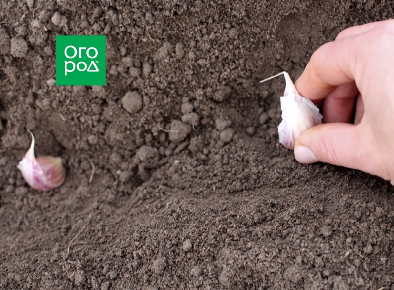 7 способов посадки озимого чеснока 