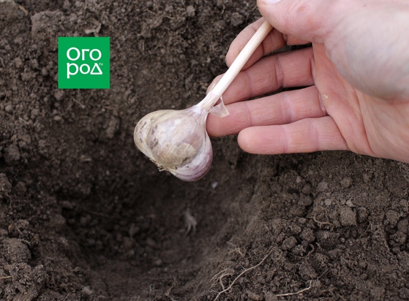 7 способов посадки озимого чеснока 
