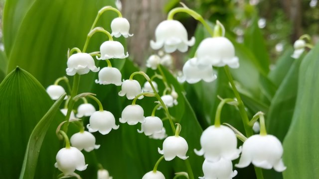 9 "спорных" растений для вашего сада 